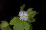 Ivyleaf speedwell